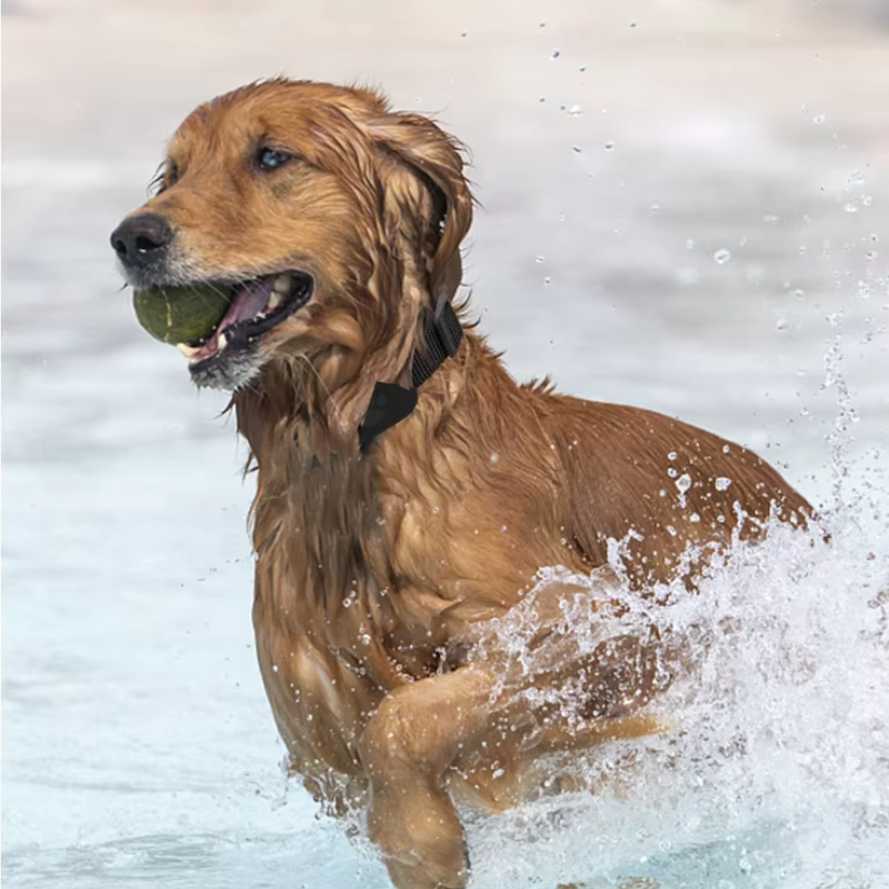 Collier pour animaux de compagnie en forme de patte pour chats et chiens, dispositif de suivi anti-perte, collier intelligent de suivi GPS à distance pour iOS